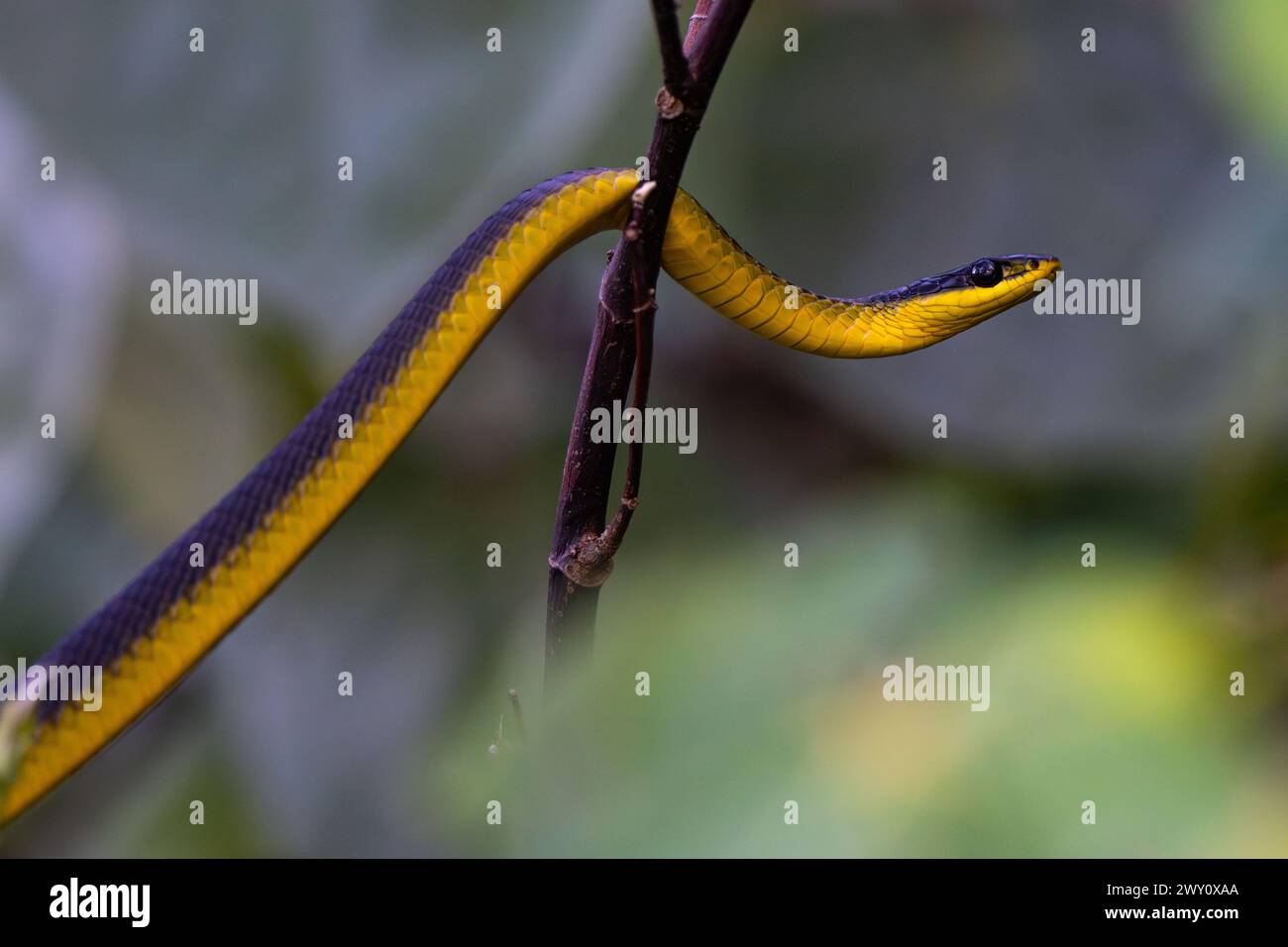 Common tree snake in Daintree National Park, Australia Stock Photo