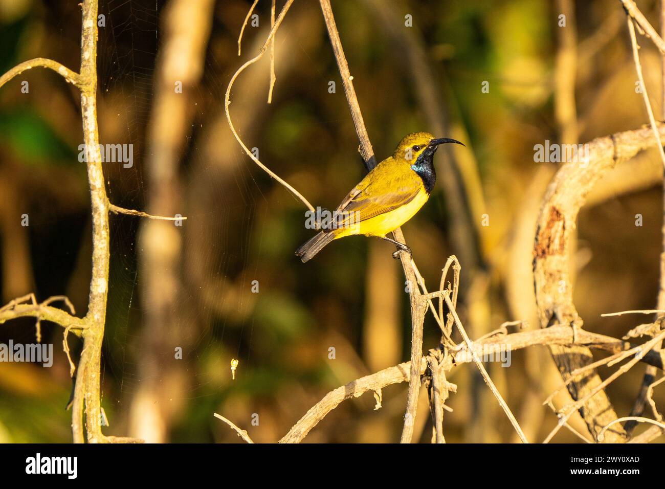 Yellow sunbird in Daintree National Park, Australia Stock Photo