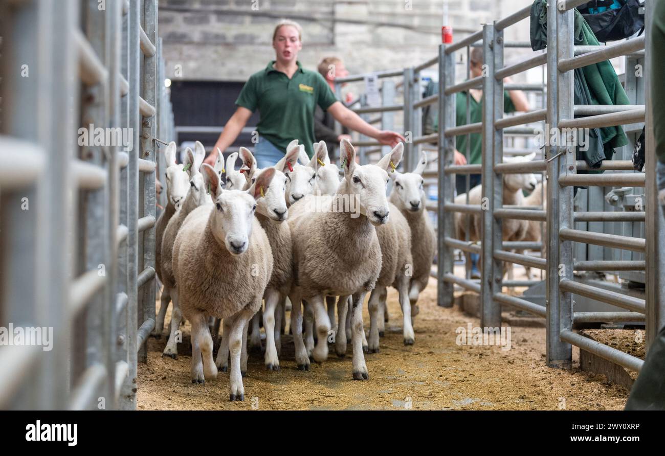 Sheep sale at Gisburn Livestock Market on Lancashire, UK Stock Photo ...