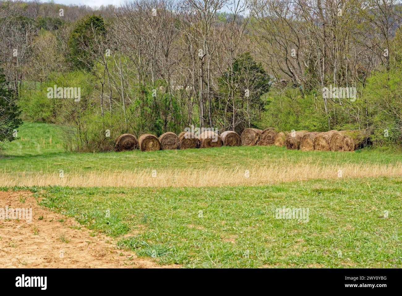 Row of round hay bales tucked in the back against the trees in a farm field ready for use in early springtime Stock Photo