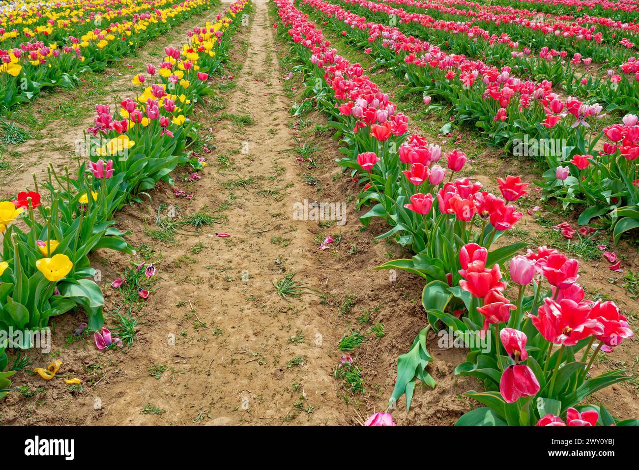 Several rows of flowering tulips fully emerged with a variety of colors growing in a farm field ready to be picked in early springtime Stock Photo