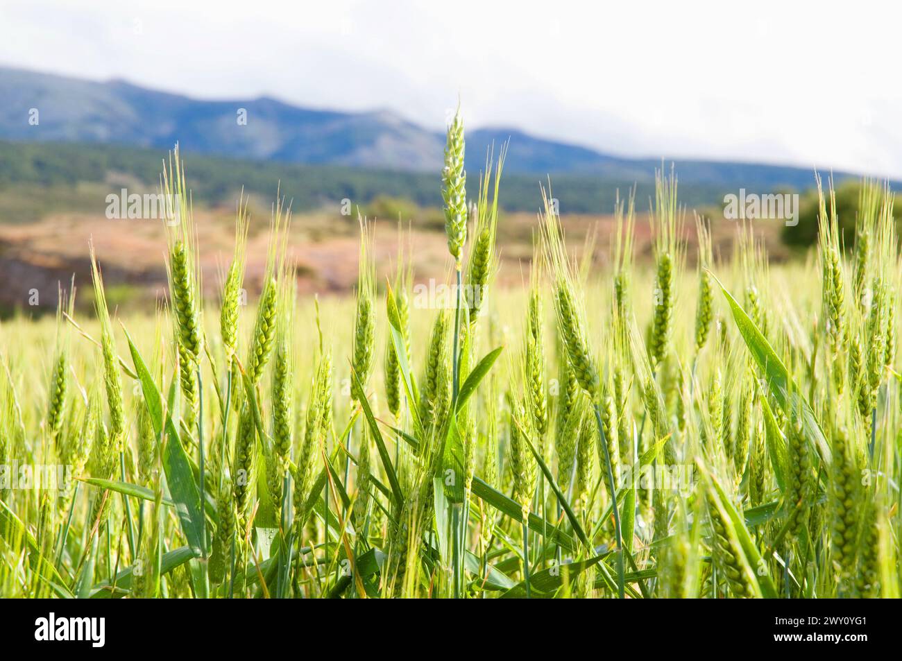 Cultivos cultivos trigo cereal hi-res stock photography and images - Alamy