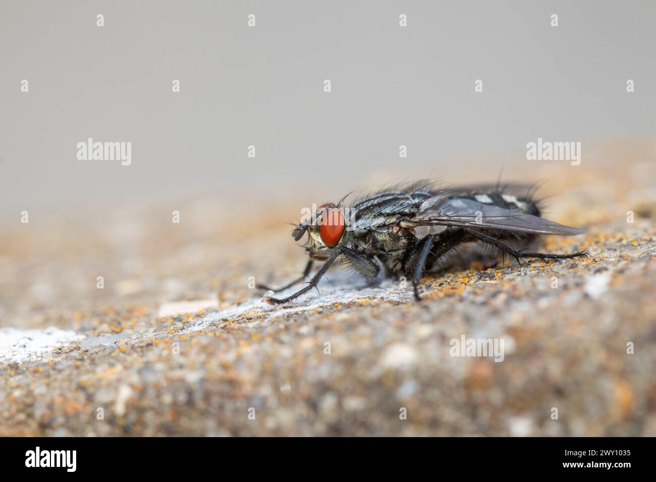 Close-up of a Flesh-Fly (Sarcophaga carnaria) on concrete Stock Photo