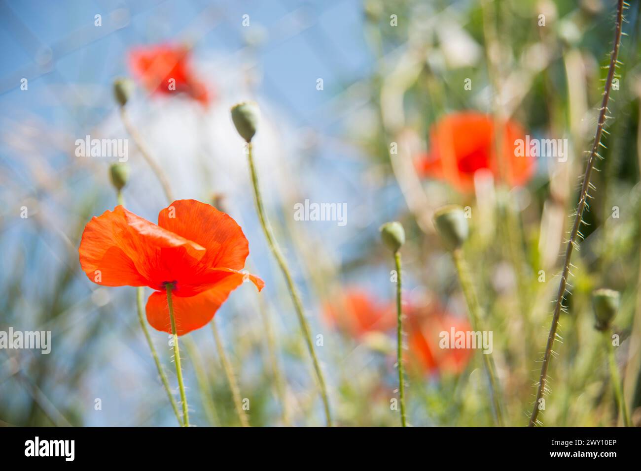 Poppy papaver detail close hi-res stock photography and images - Alamy