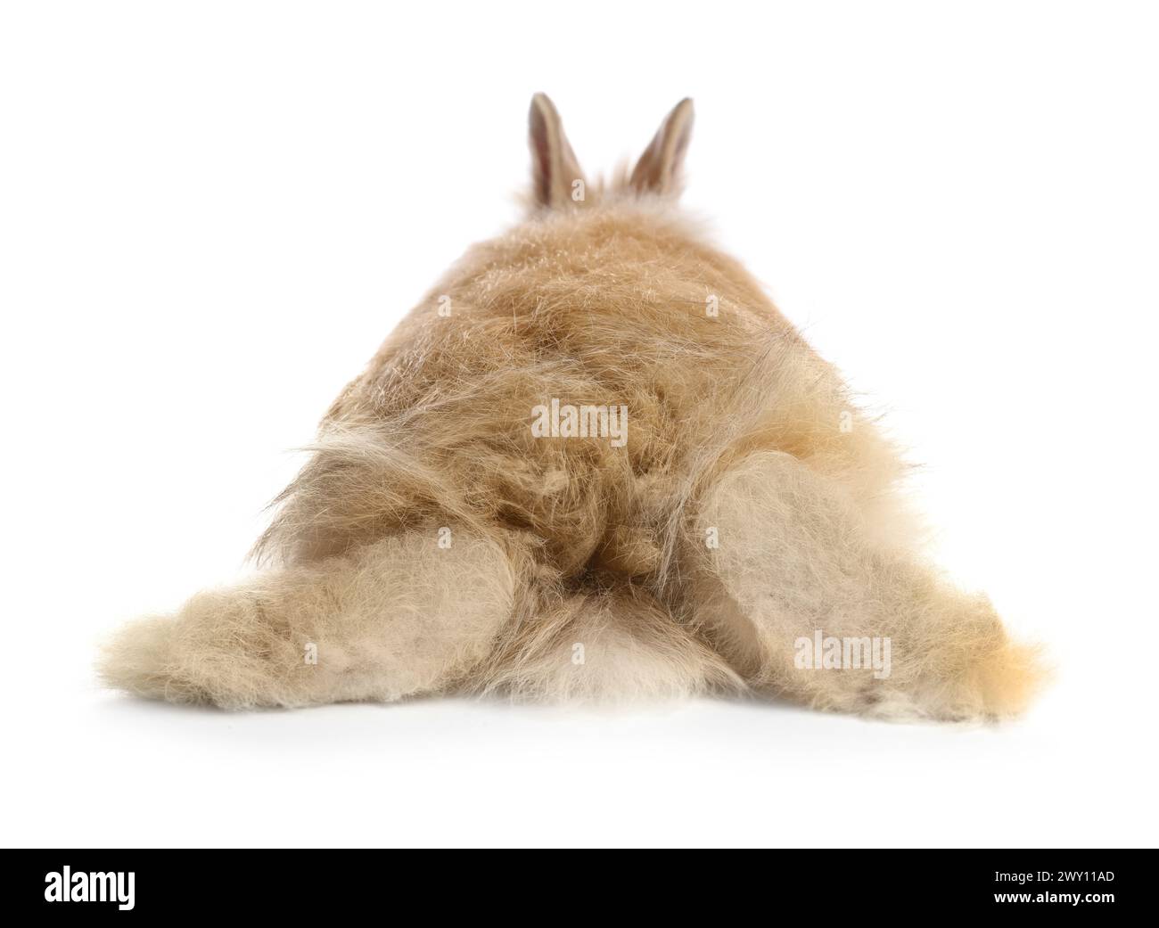 Cute fluffy pet rabbit isolated on white, back view Stock Photo - Alamy