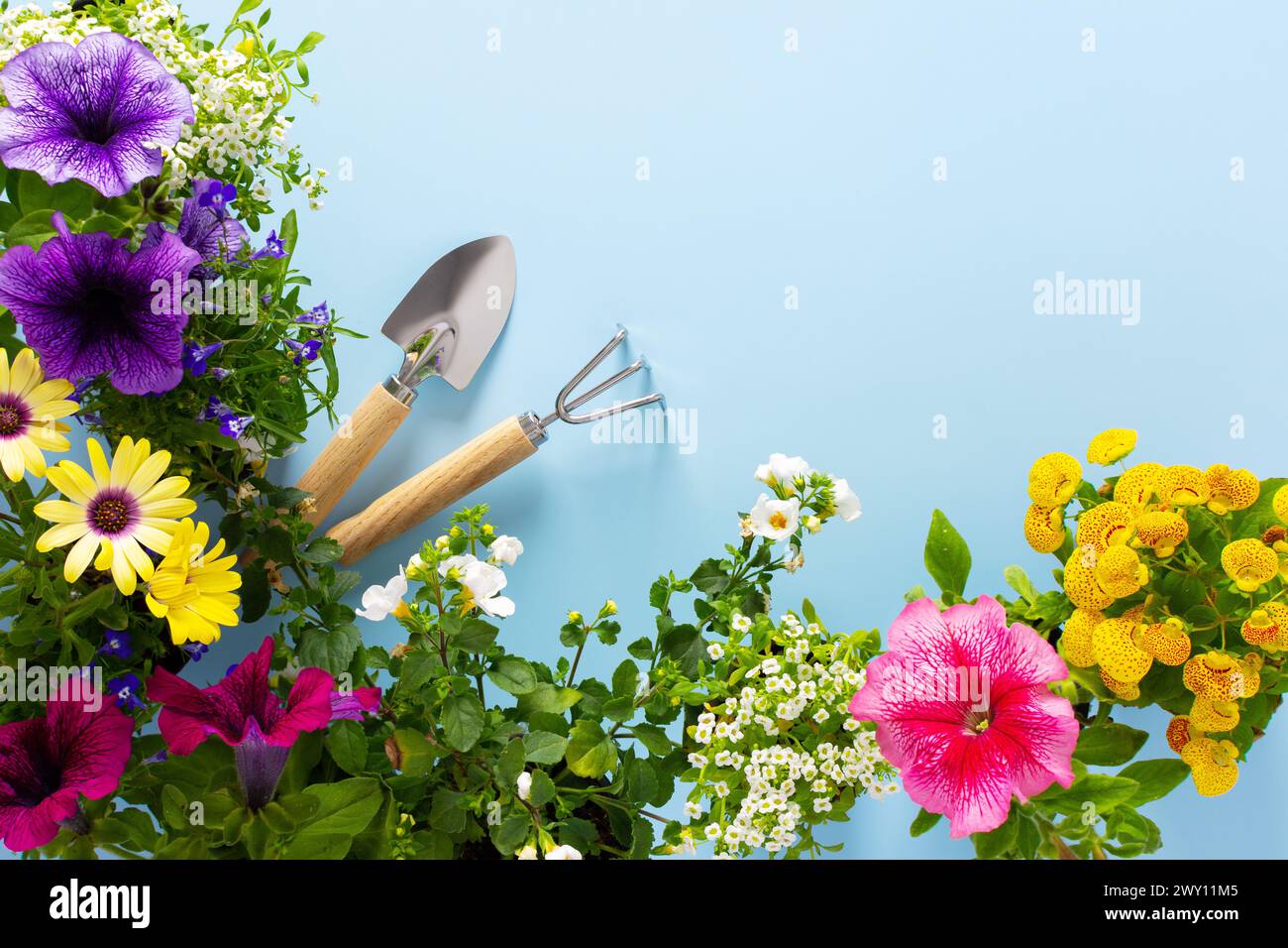 Spring decoration of a home balcony or terrace with flowers, Lobelia and Alyssum, Bacopa and Petunia, Calceolaria and Osteospermum on a blue backgroun Stock Photo