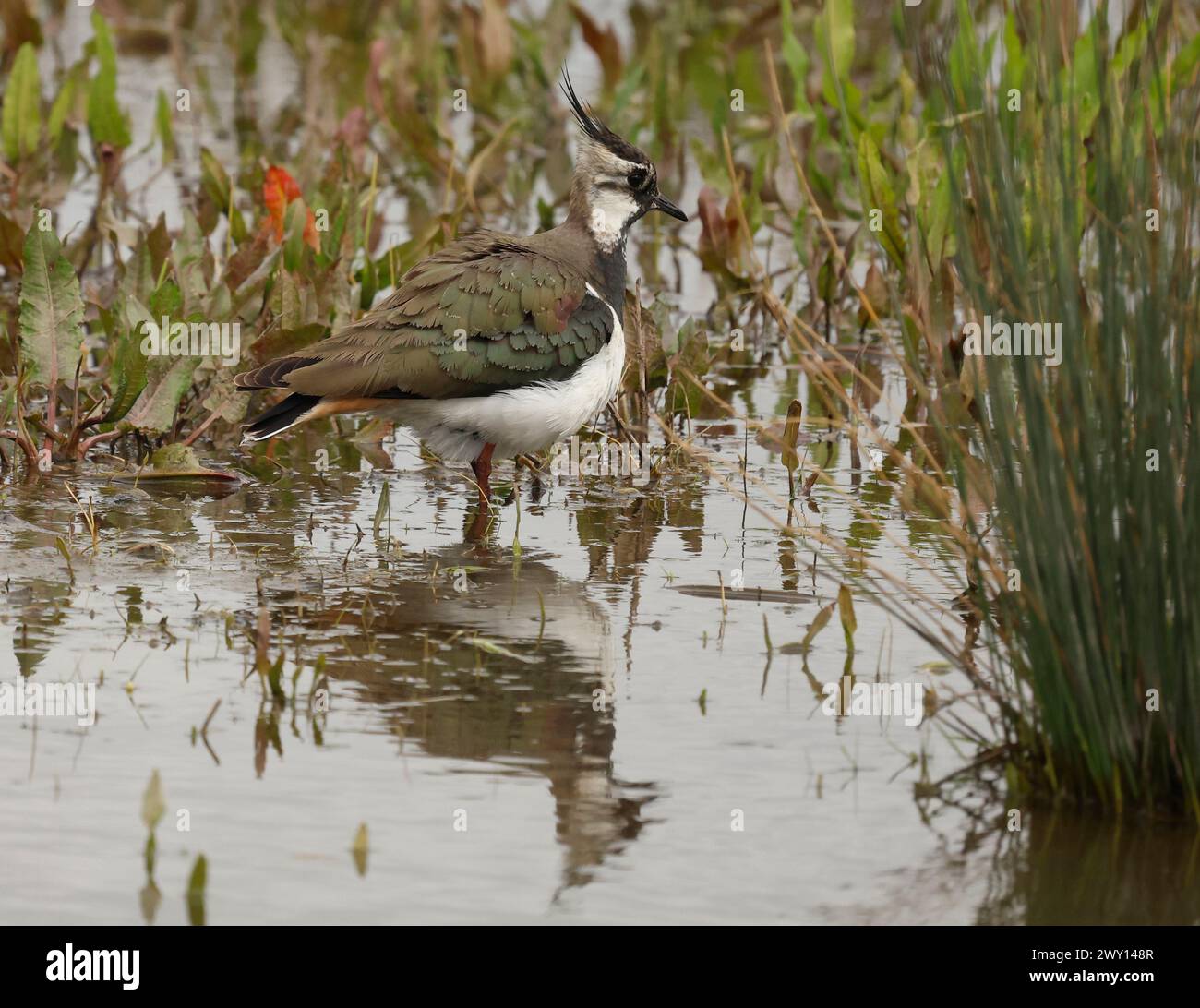 Lapwing in water at RSPB Rainham Marshes Nature Reserve , Rainham ...