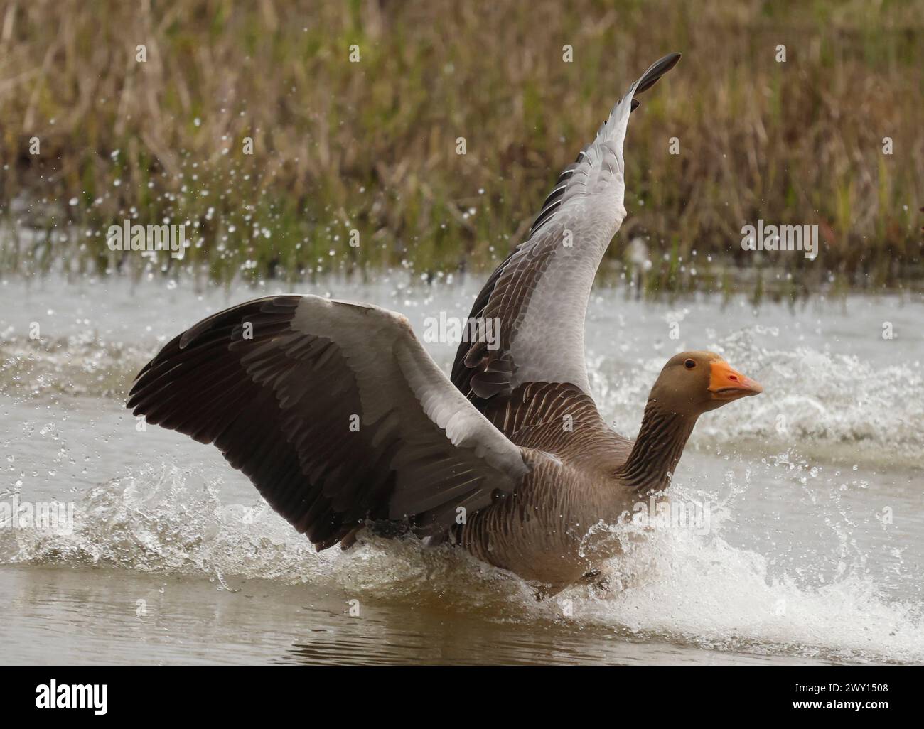 Goose Uk Rspb Greylag Goosein flight at RSPB Rainham Marshes Nature Reserve , Rainham ...