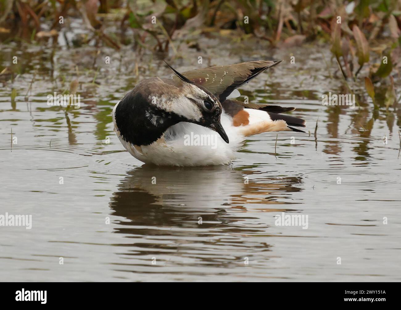 Lapwing in water at RSPB Rainham Marshes Nature Reserve , Rainham ...