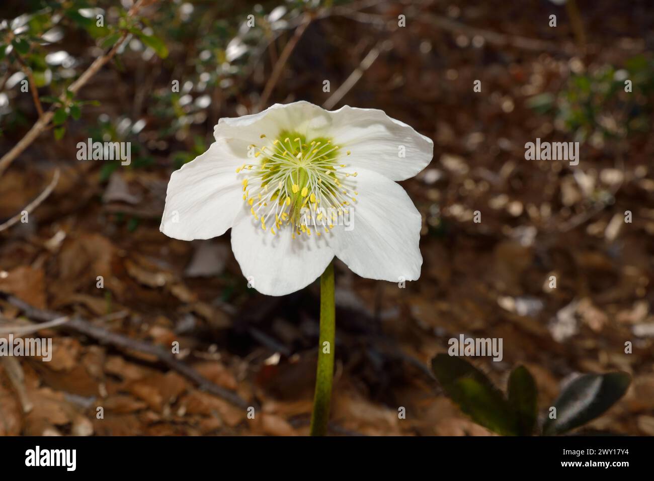 Christmas Rose or Black Hellebore (Helleborus niger) among the leaves of the undergrowth Stock Photo