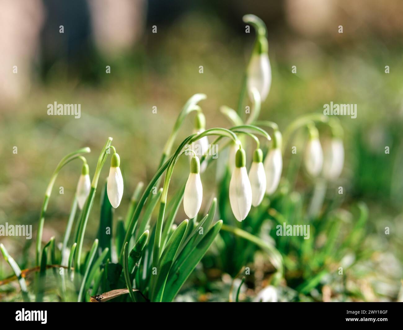 The gentle sway of snowdrops in Latvia's breeze brings a sense of renewal to the land Stock Photo