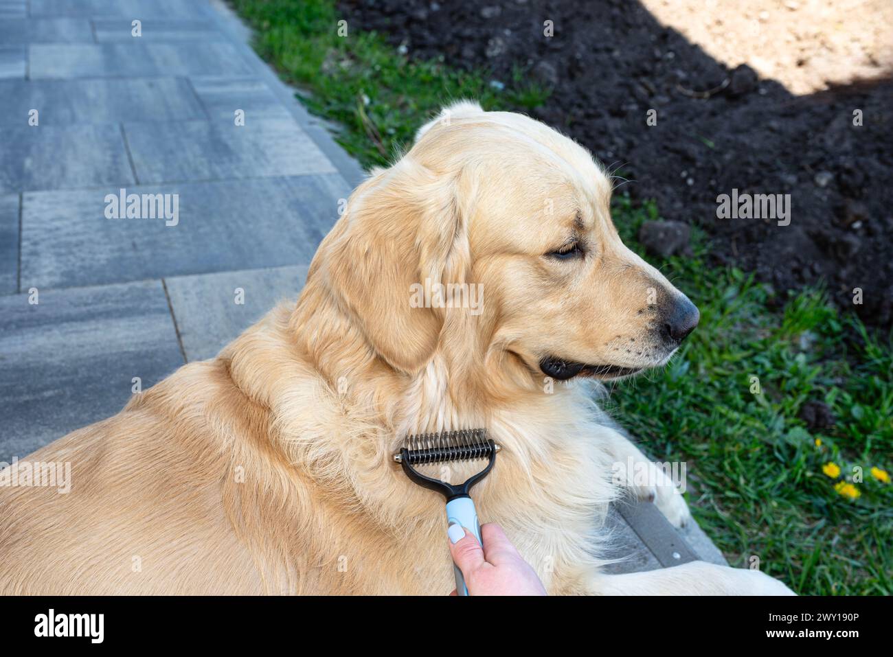 Image showcasing German Shepherd Lovers | I misplaced my normal shedding brush during my ...