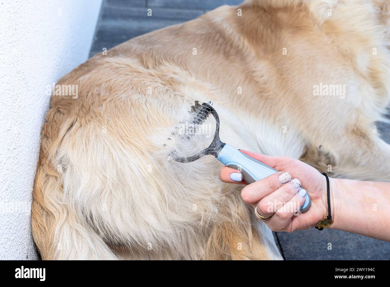 Combing the undercoat with a special comb of a young male Golden Retriever sitting on a terrace Stock Photo Alamy