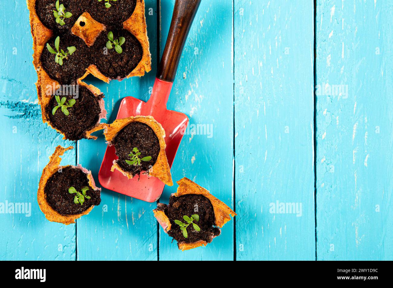 Small starter plats growing in yellow carton chicken egg box in black