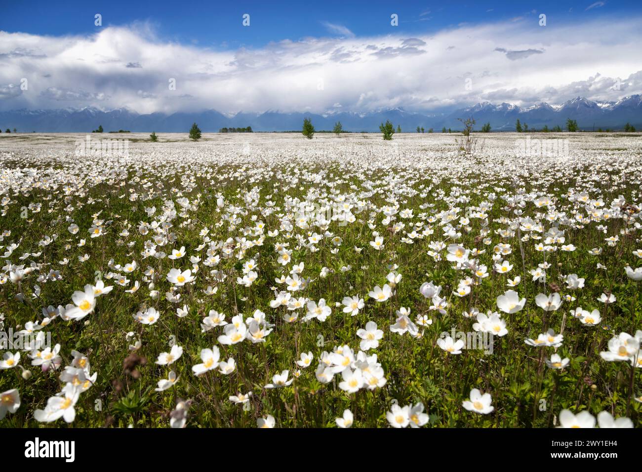 Blooming anemone field, Tunkin valley, Buryatia, Russia Stock Photo