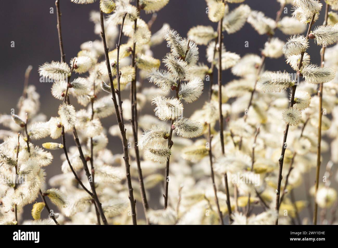 Branches of a blooming willow illuminated by the sun. Close-up Stock Photo