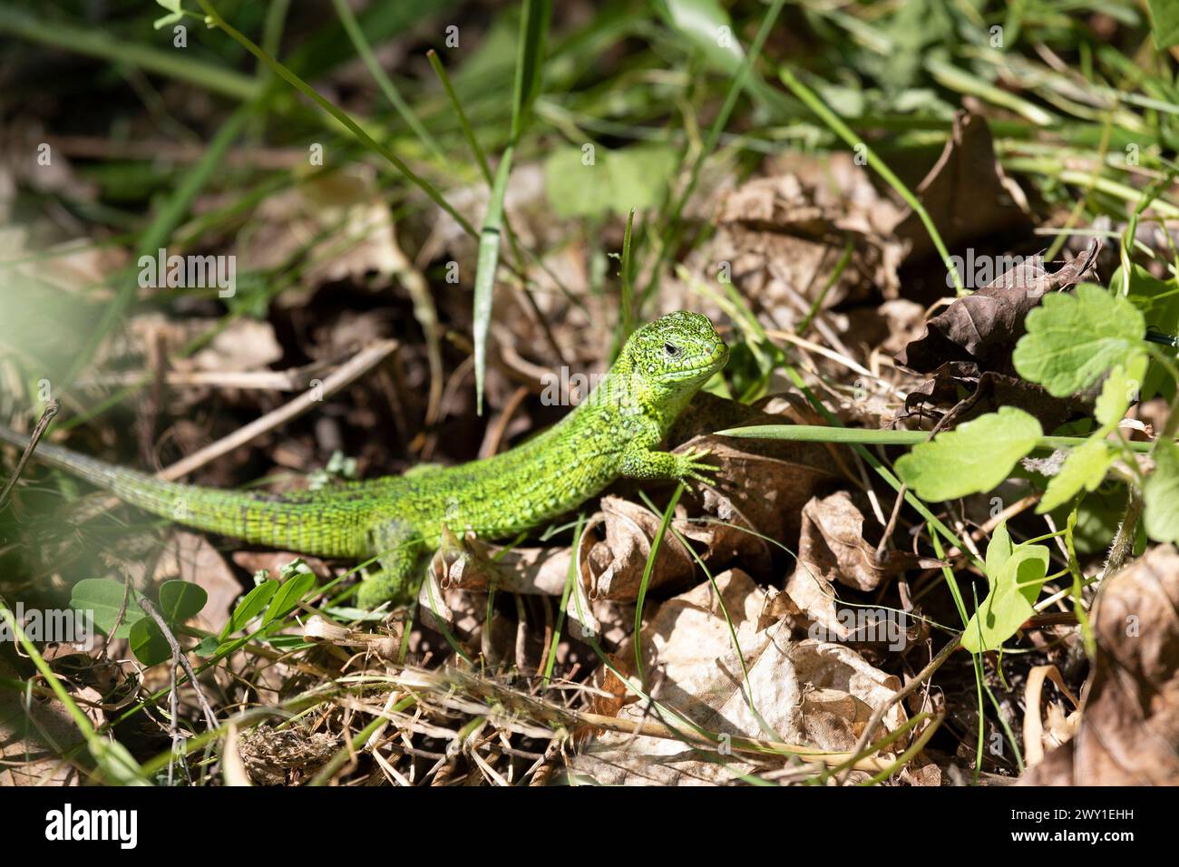 small green lizard in the grass Stock Photo