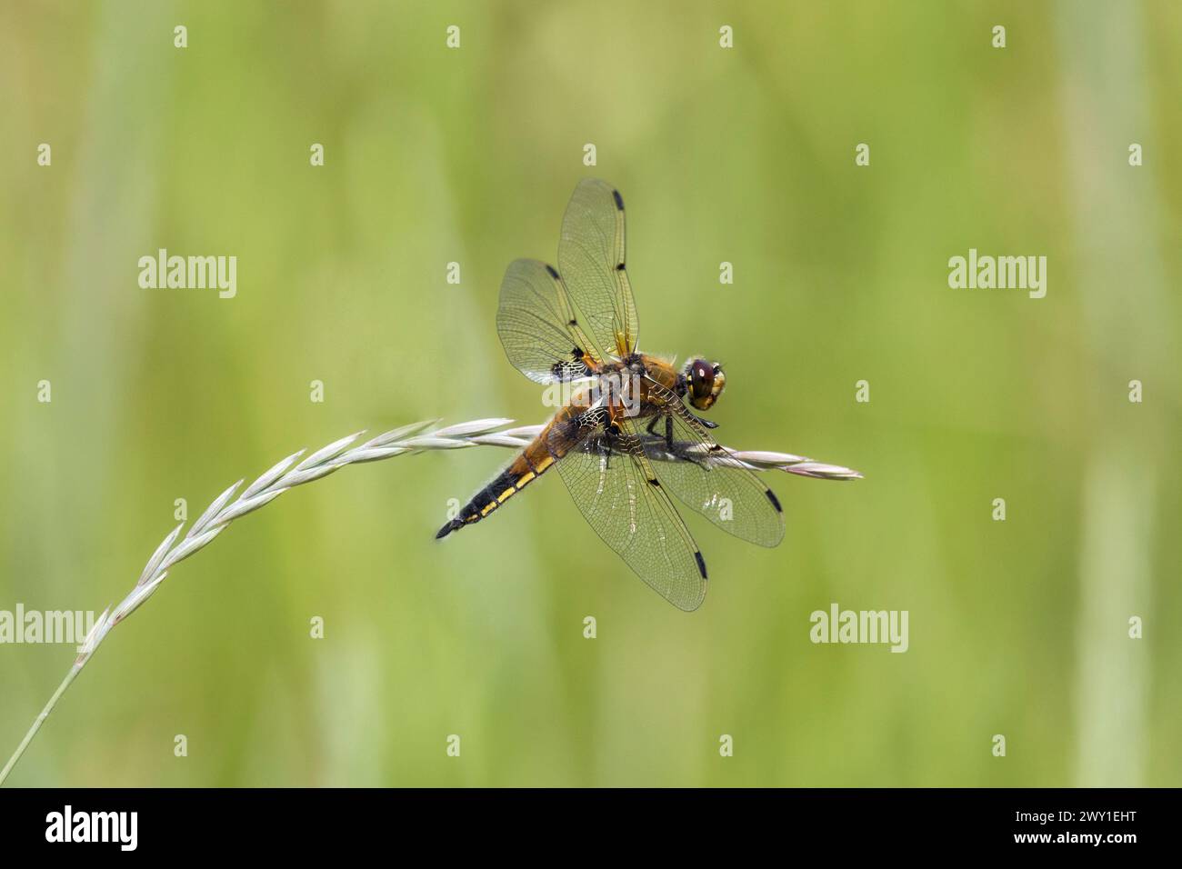 Dragonfly sits on dry grass on a green background close up Stock Photo