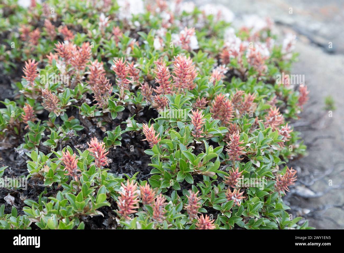 Dwarf willow growing on stones. Close-up Stock Photo