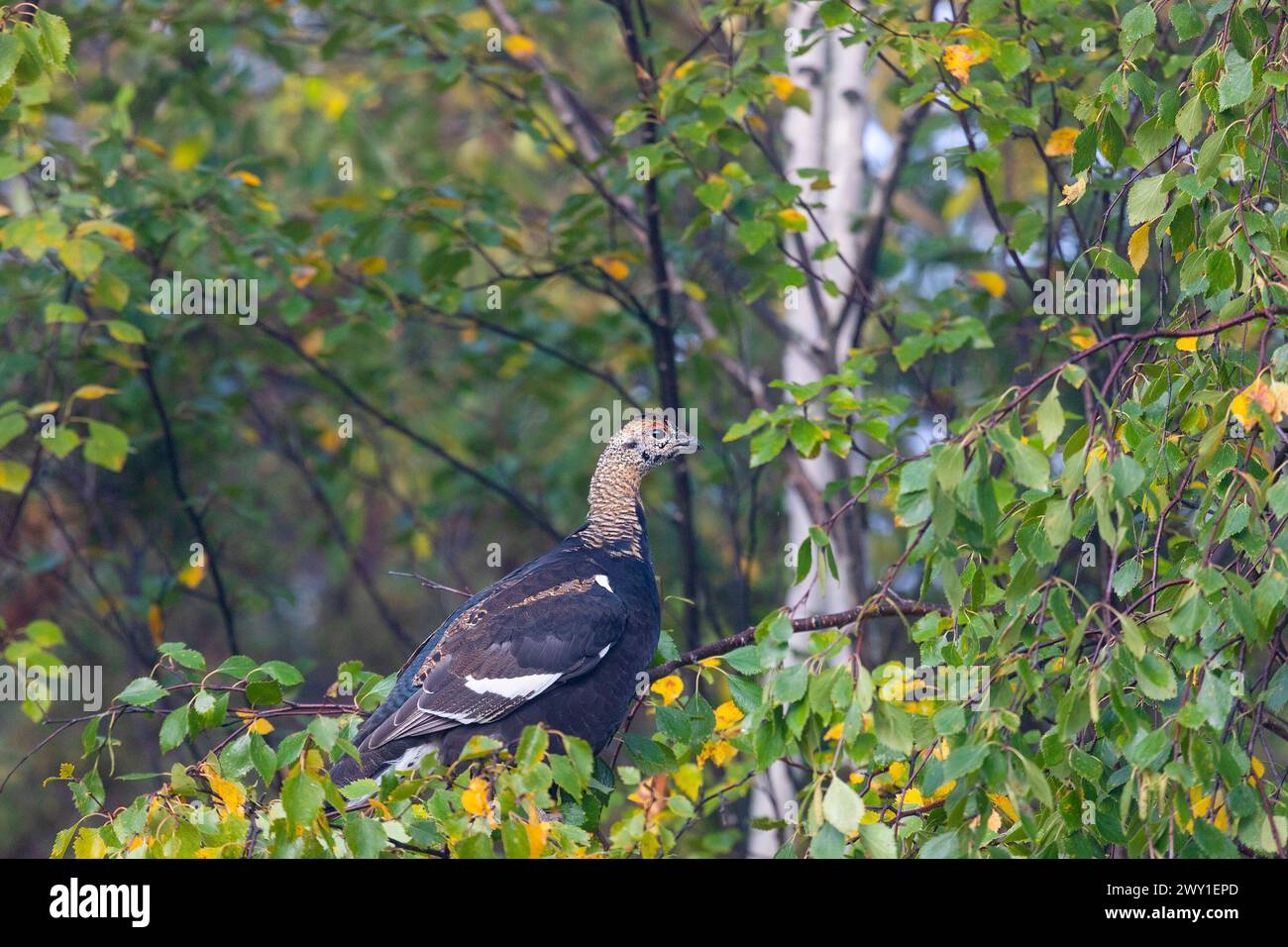 A young black grouse sits on a birch branch Stock Photo