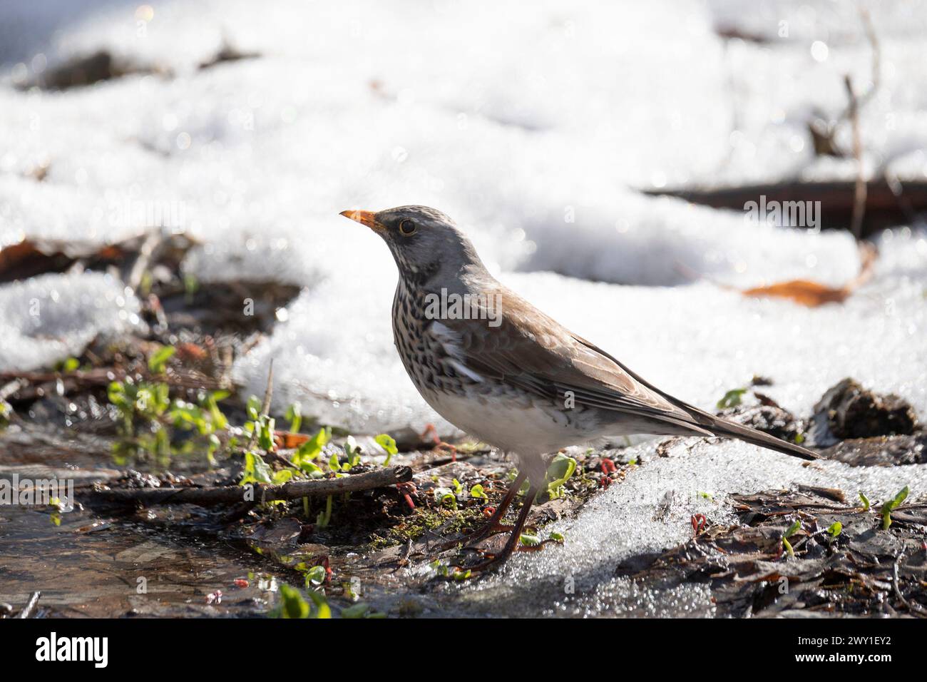 A field thrush bird stands on the snow near a thawed puddle in early spring Stock Photo