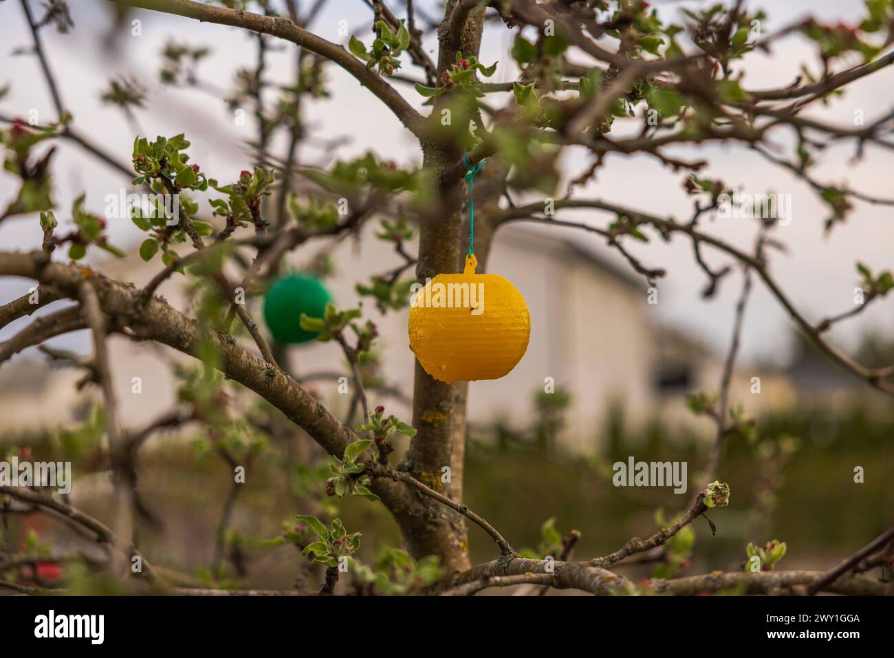 Сlose-up view of a yellow and green sticky plastic insect trap on an apple tree in the garden. Stock Photo