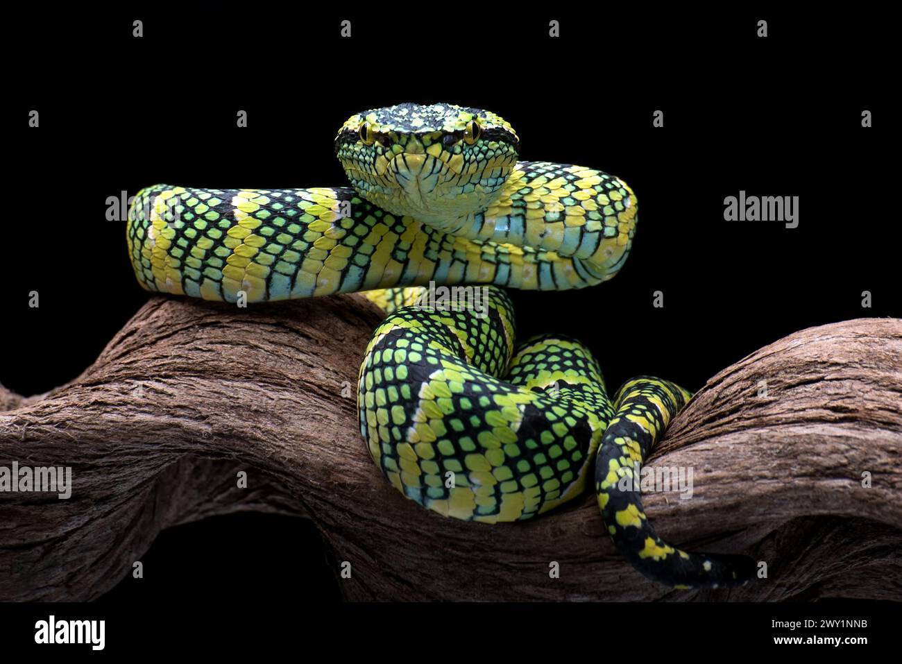 Wagler's pit viper on tree branch Stock Photo