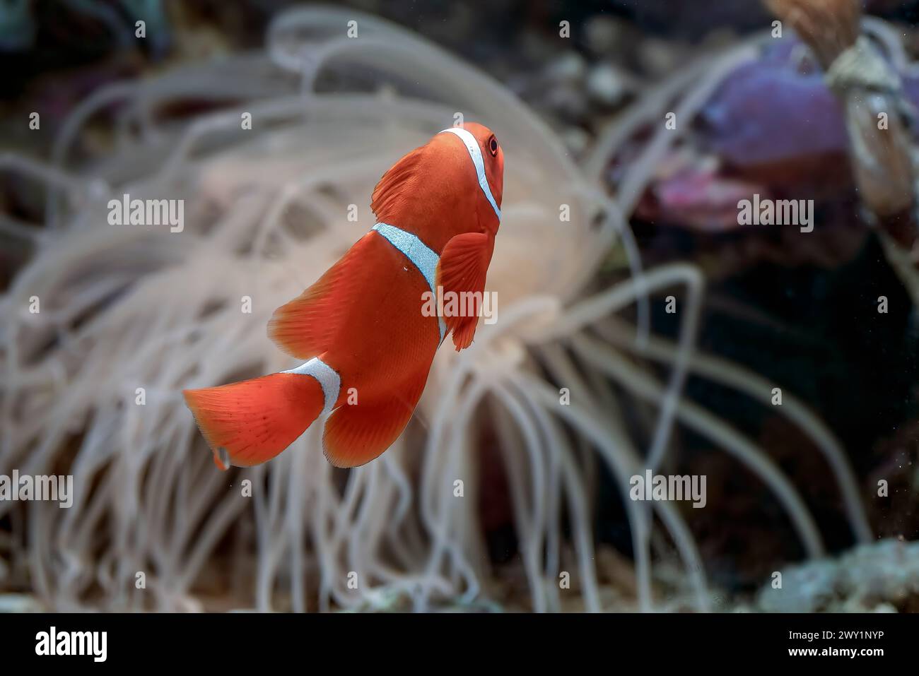 Clown fish swimming among the corals Stock Photo