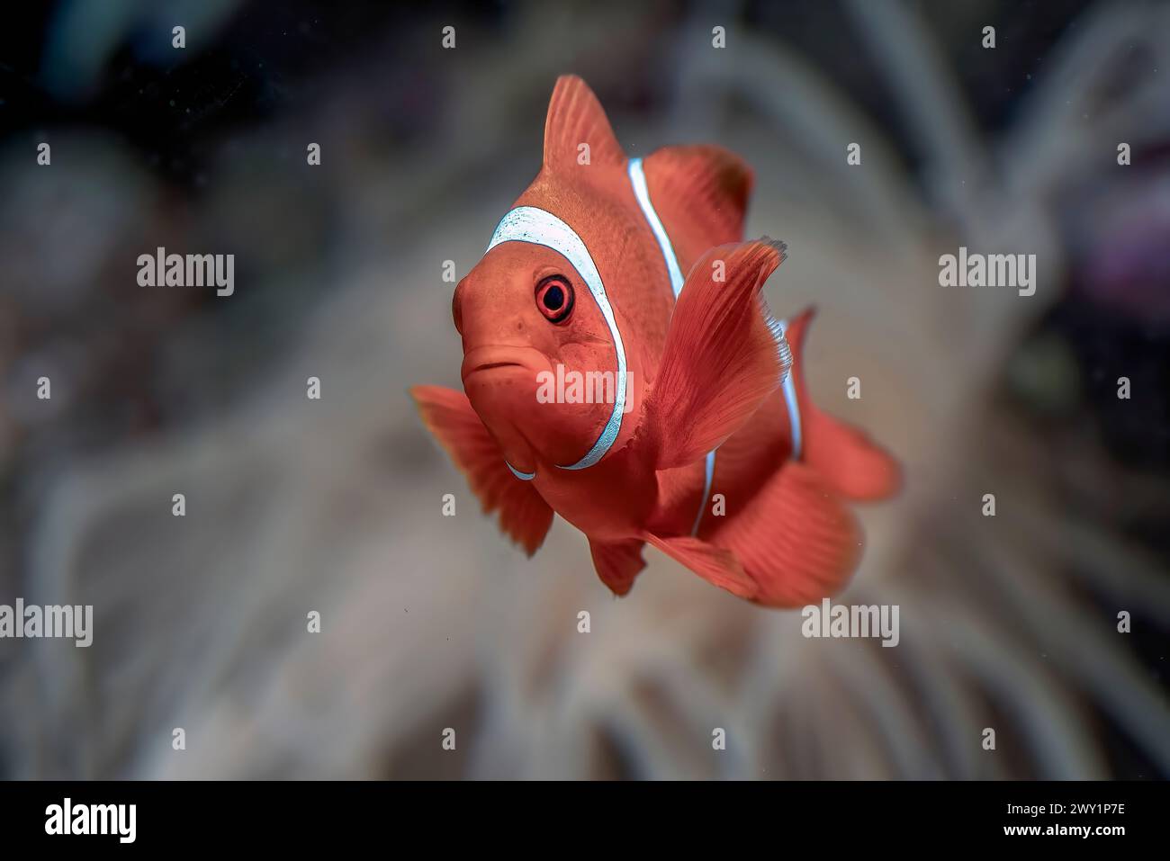 Clown fish swimming among the corals Stock Photo