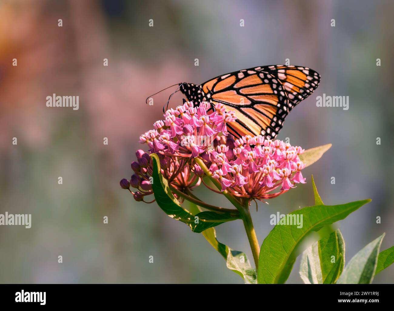 Monarch butterfly (Danaus plexippus) feeding on pink Swamp Milkweed ...