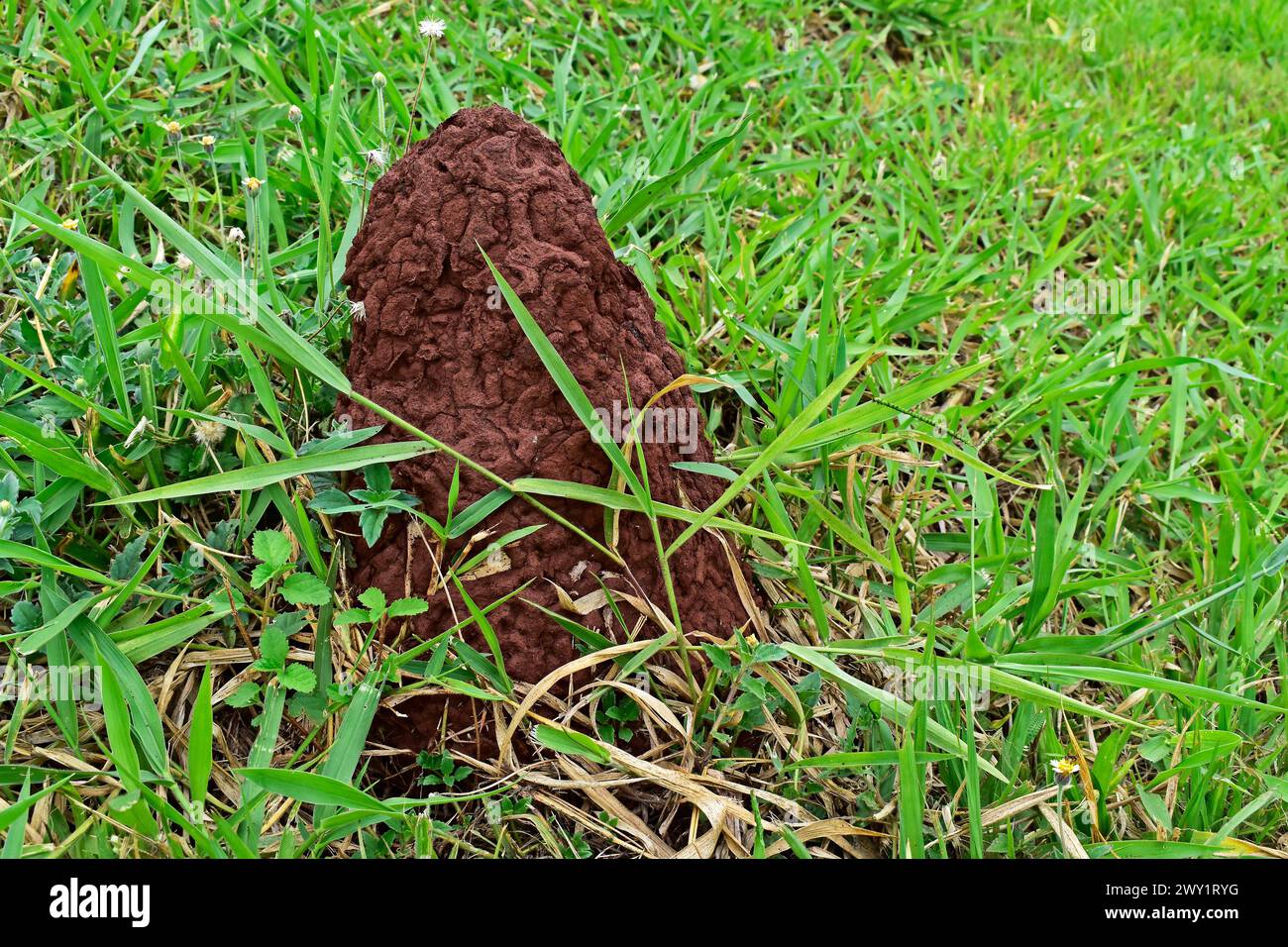 Termite mound on grass, Ribeirao Preto, Sao Paulo, Brazil Stock Photo