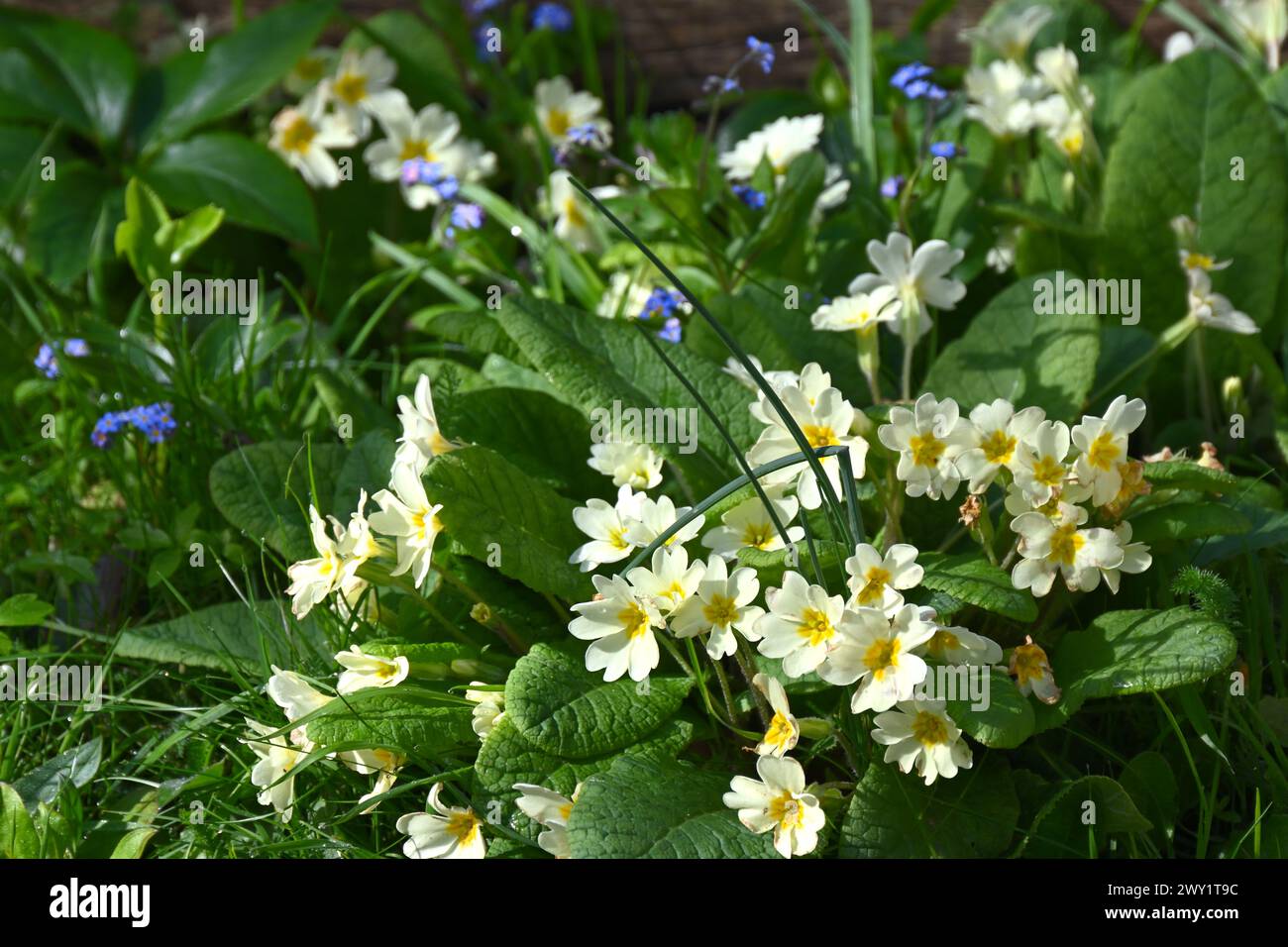 Wild primroses, Primula Vulgaris, and forget-me-not Myosotis sylvatica naturalised in grass in UK garden March Stock Photo