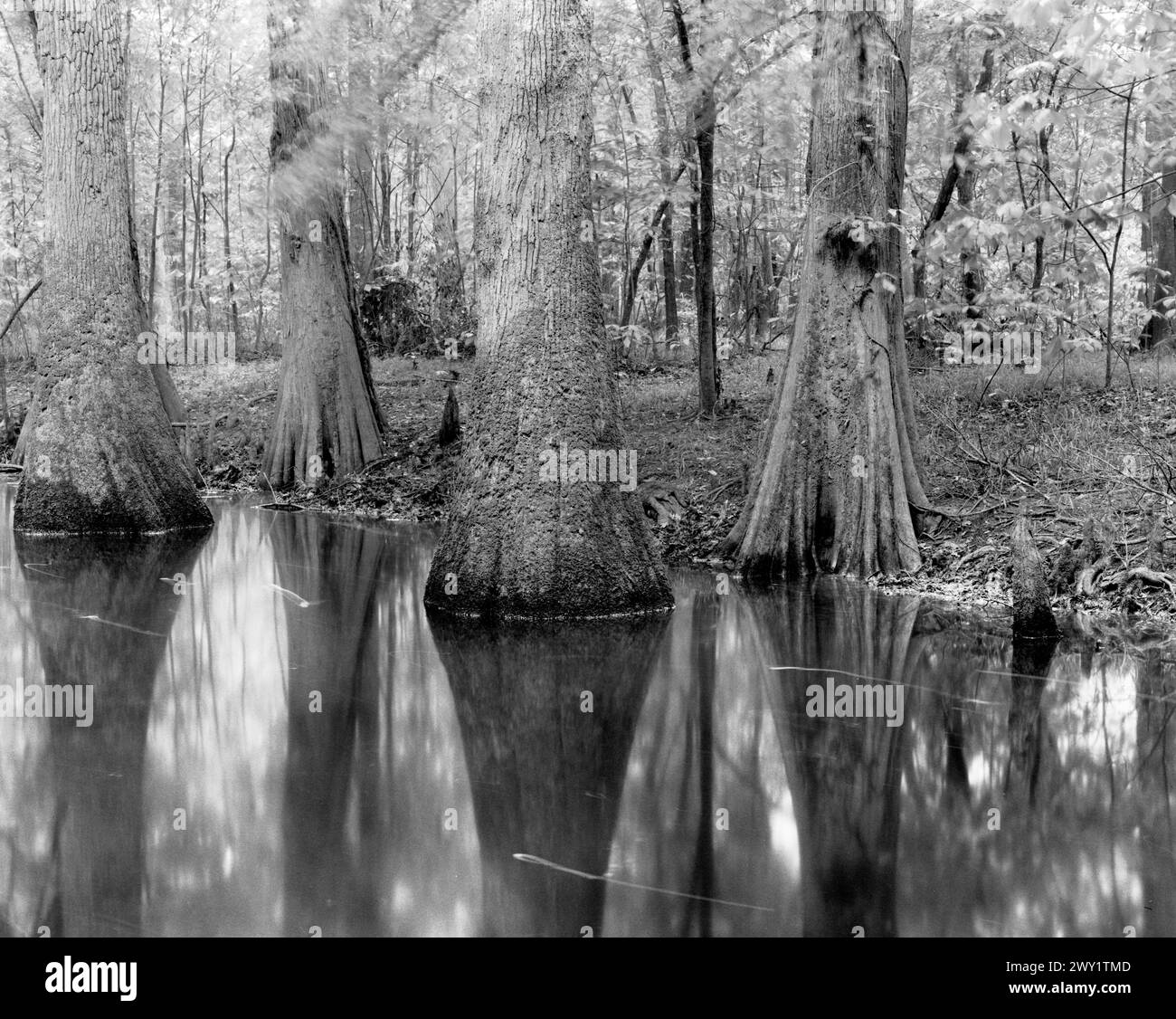 BW01680-00.....SOUTH CAROLINA - Trees at the waters edge in Congaree National Park. Stock Photo