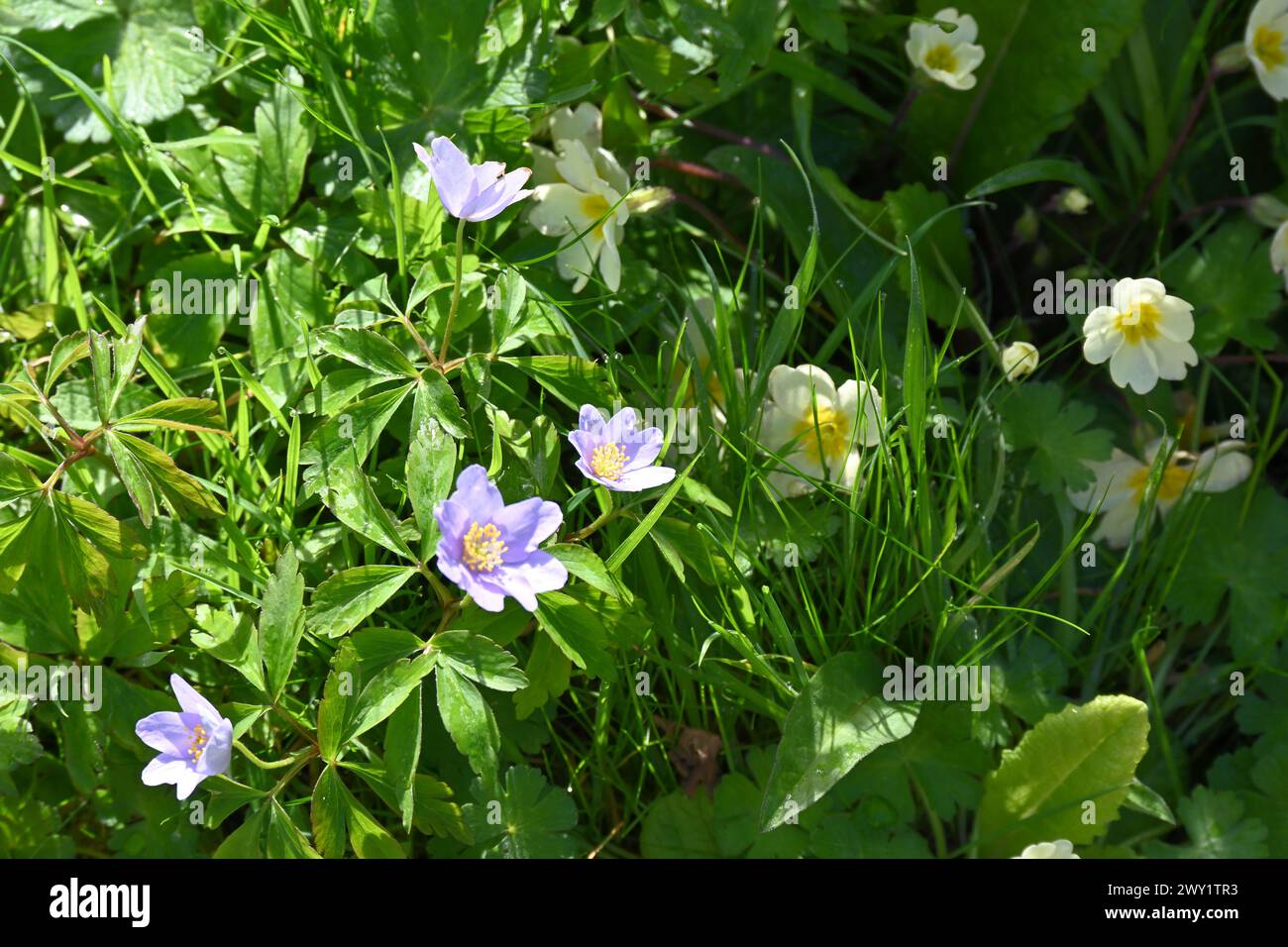 Pale blue spring flowers of wood anemone, anemone nemorosa Robinsoniana, and yellow primroses primula vulgaris  naturalised in grass, UK garden March Stock Photo
