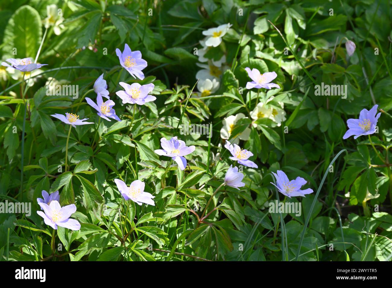 Pale blue spring flowers of wood anemone, anemone nemorosa Robinsoniana, and yellow primroses primula vulgaris  naturalised in grass, UK garden March Stock Photo