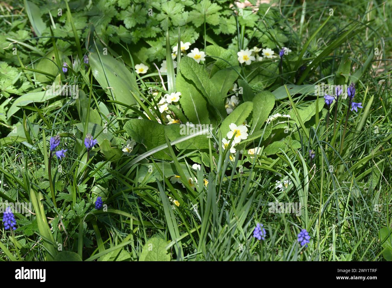 Wild primroses, Primula Vulgaris, and bluebells naturalised in grass in UK garden March Stock Photo