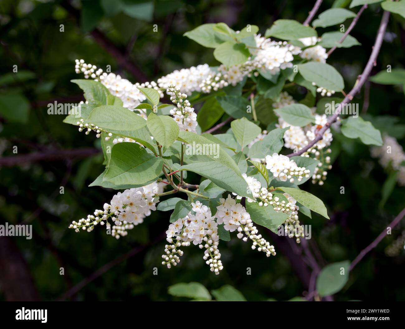 Bois puant hires stock photography and images Alamy