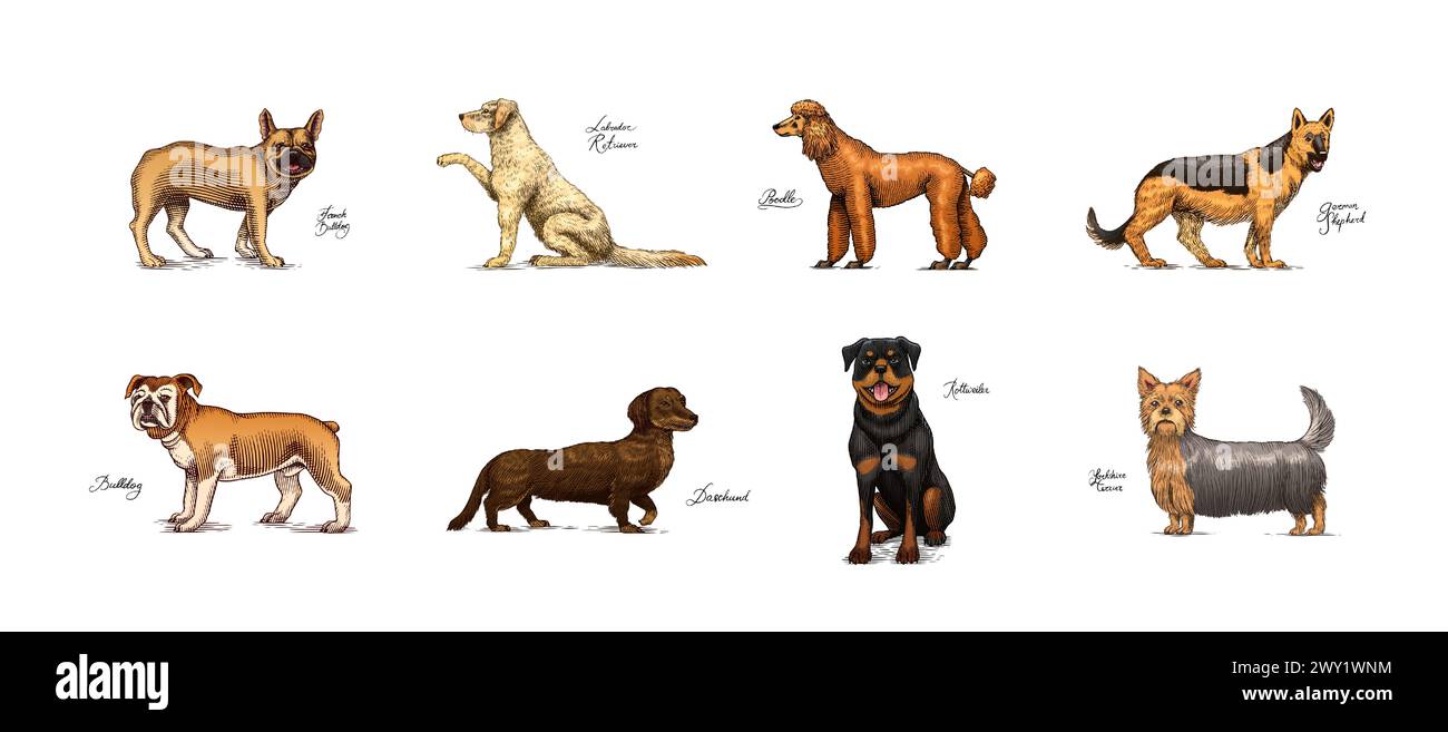 Dogs In This Drawing. Different breeds of domestic animals. Puppy ...