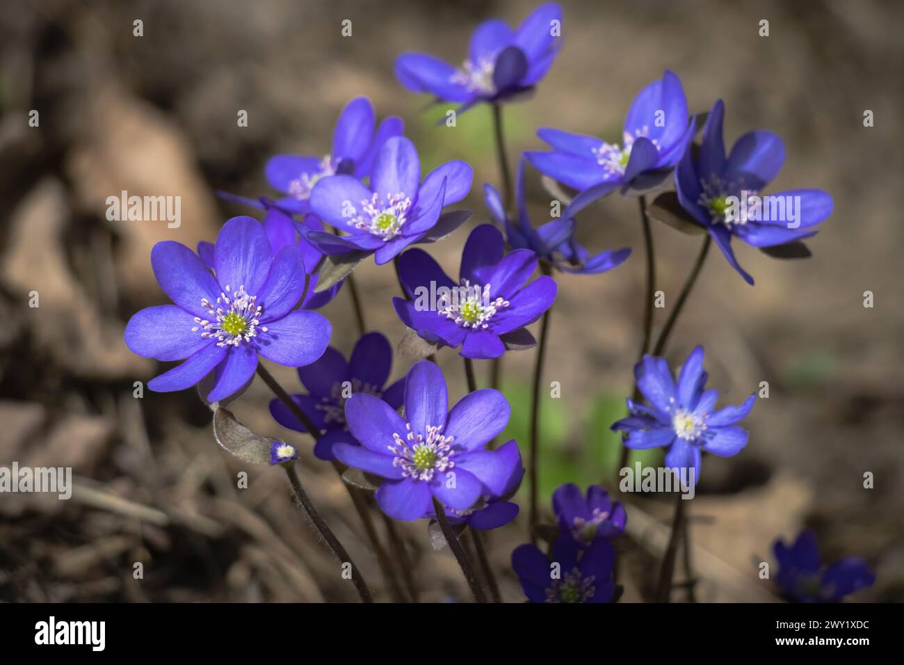 Blue Hepatica.14.04.2024 Bialystok Poland. Blue Hepatica in the rays of ...