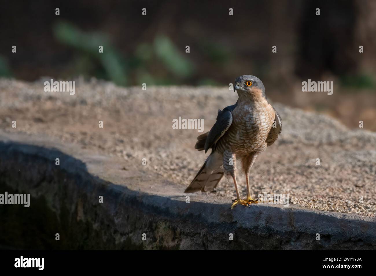 Eurasian sparrowhawk (Accipiter nisus), also known as the northern sparrowhawk or simply the sparrowhawk, observed in Jhalana Leopard Reserve in Rajas Stock Photo