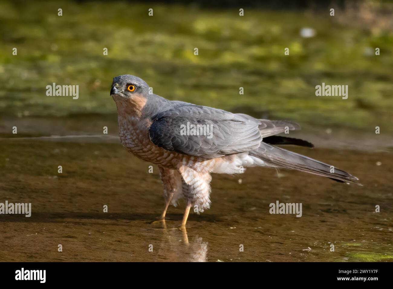 Eurasian sparrowhawk (Accipiter nisus), also known as the northern sparrowhawk or simply the sparrowhawk, observed in Jhalana Leopard Reserve in Rajas Stock Photo