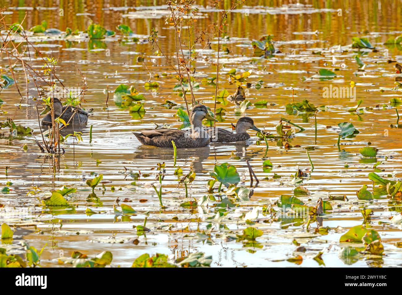 American Black Ducks in a Wetland in Cuyahoga Valley National Park in Ohio Stock Photo
