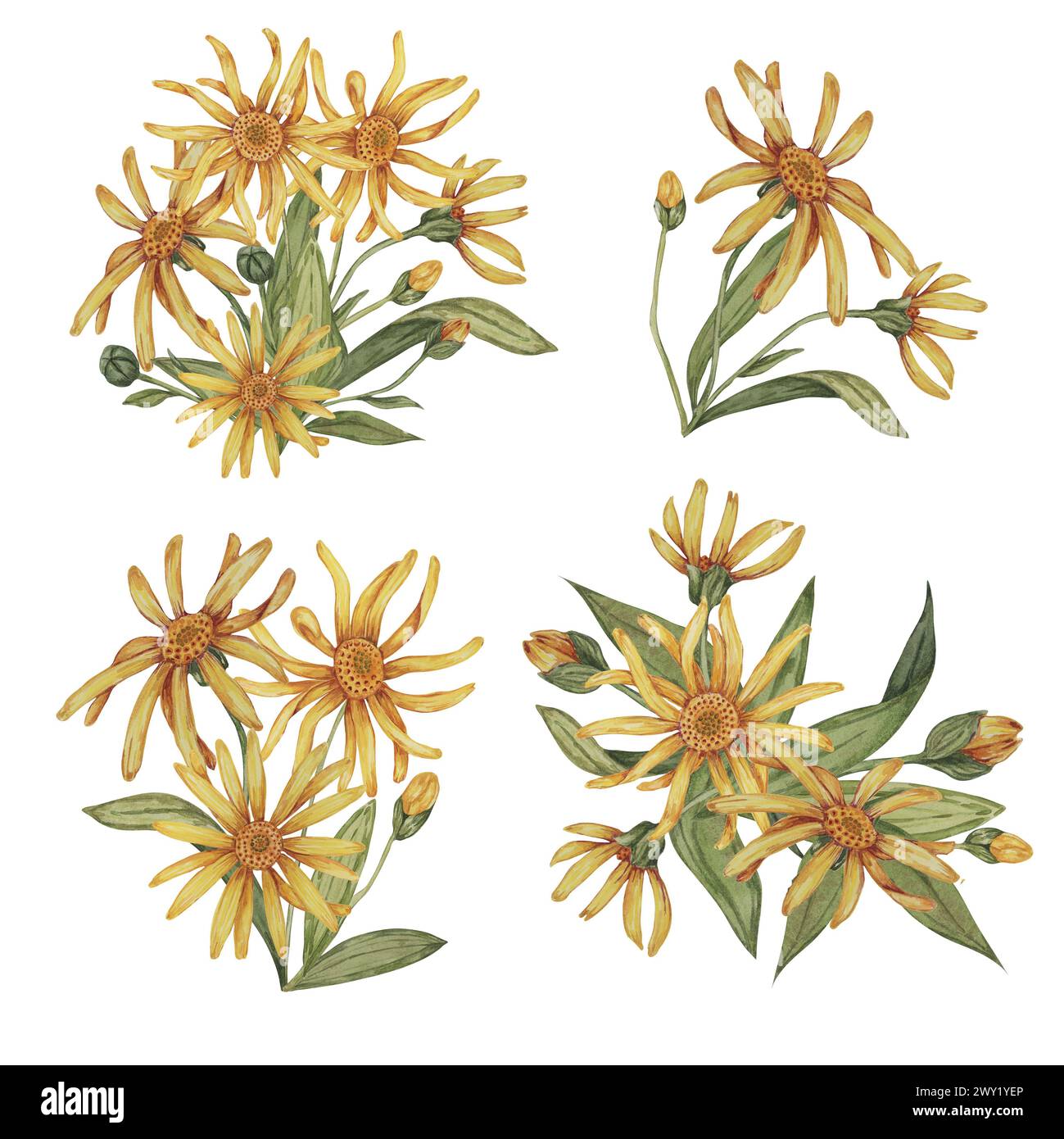 Set of arnica plant groups, bouquets in watercolor. hand drawn ...