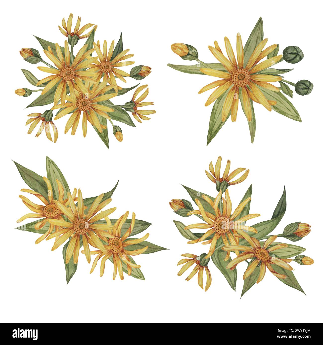 Set of arnica plant groups, bouquets in watercolor. hand drawn ...