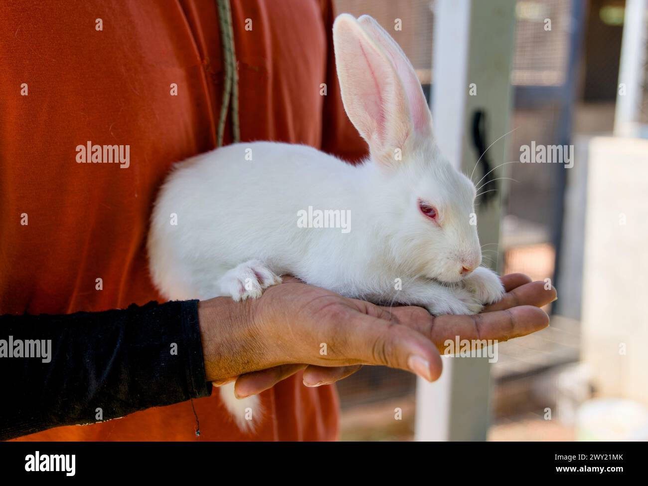 A heartwarming image of a person's hands gently holding a pet rabbit with soft fur. Stock Photo