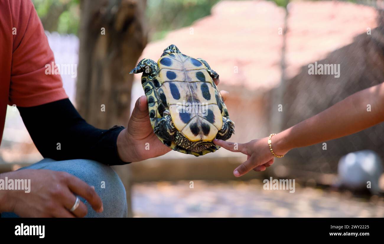 A man's hand cradles a small turtle with a protective gentleness Stock Photo