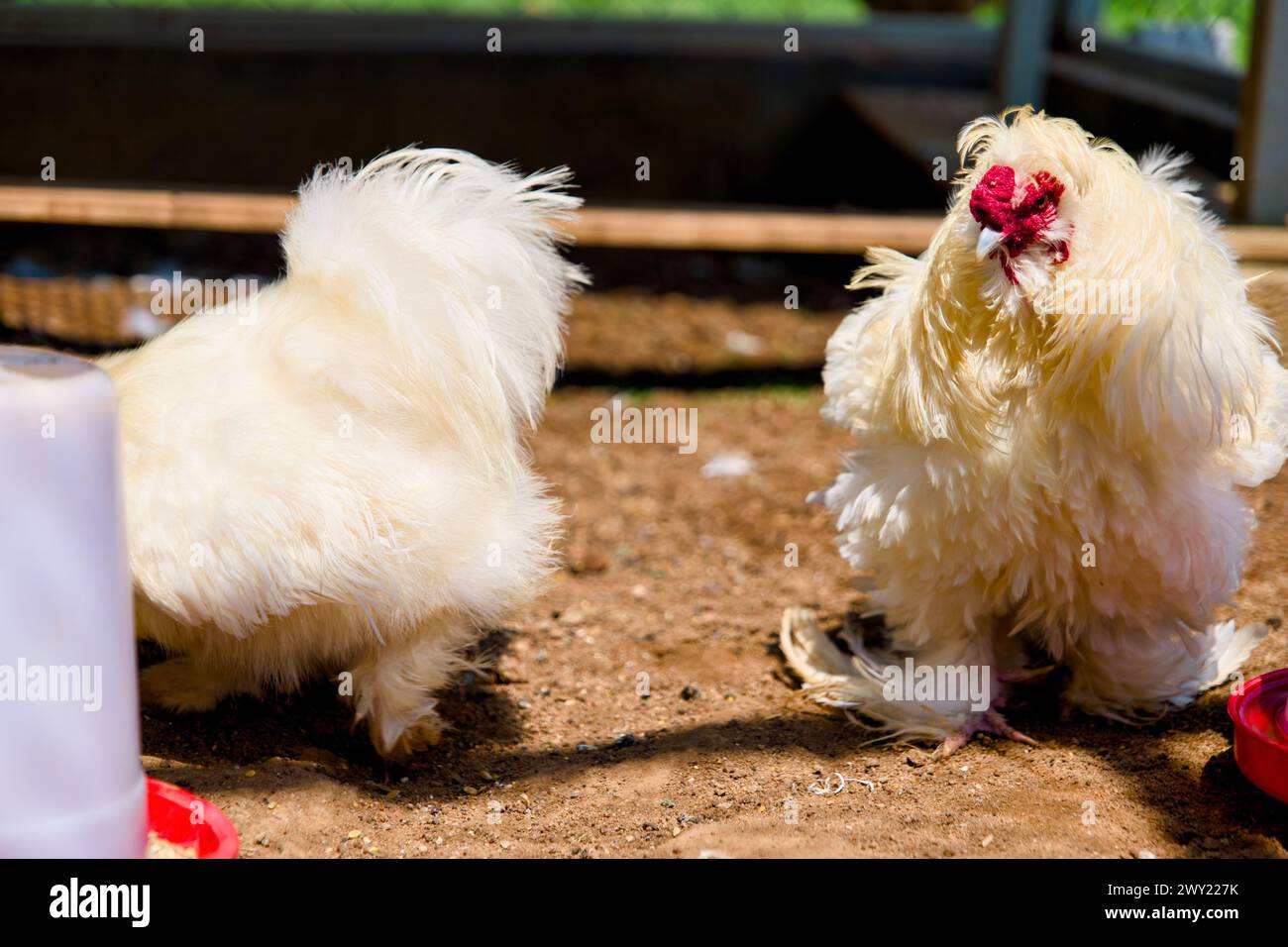 close-up photo of a beautiful white chicken with a blurred farm Stock Photo