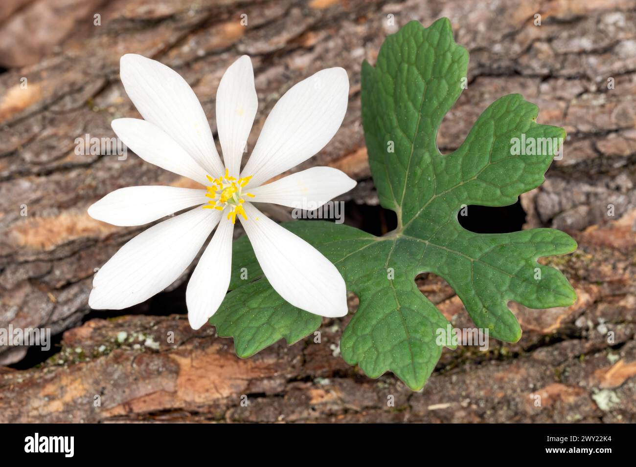 Bloodroot flower (Sanguinaria canadensis) - Pisgah National Forest, Brevard, North Carolina, USA Stock Photo