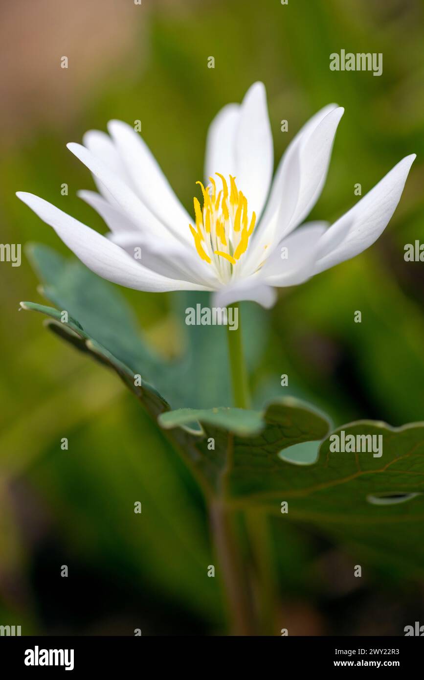 Bloodroot flower (Sanguinaria canadensis) - Pisgah National Forest, Brevard, North Carolina, USA [Shallow Depth of Field] Stock Photo