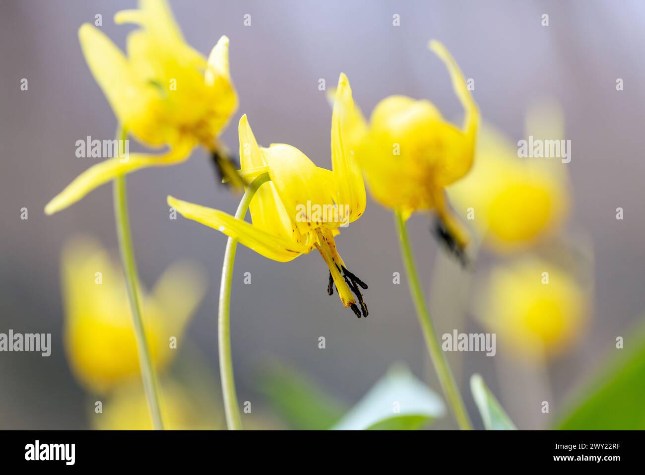 Lilies of the field hi-res stock photography and images - Alamy